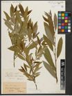 Foto von Salix triandra L.